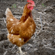 “ISA Brown” Hen